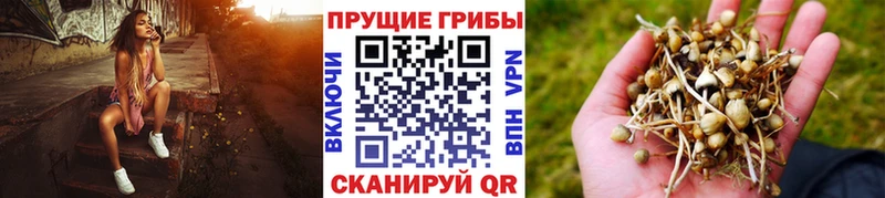 наркотики  Торопец  blacksprut зеркало  Псилоцибиновые грибы Cubensis 